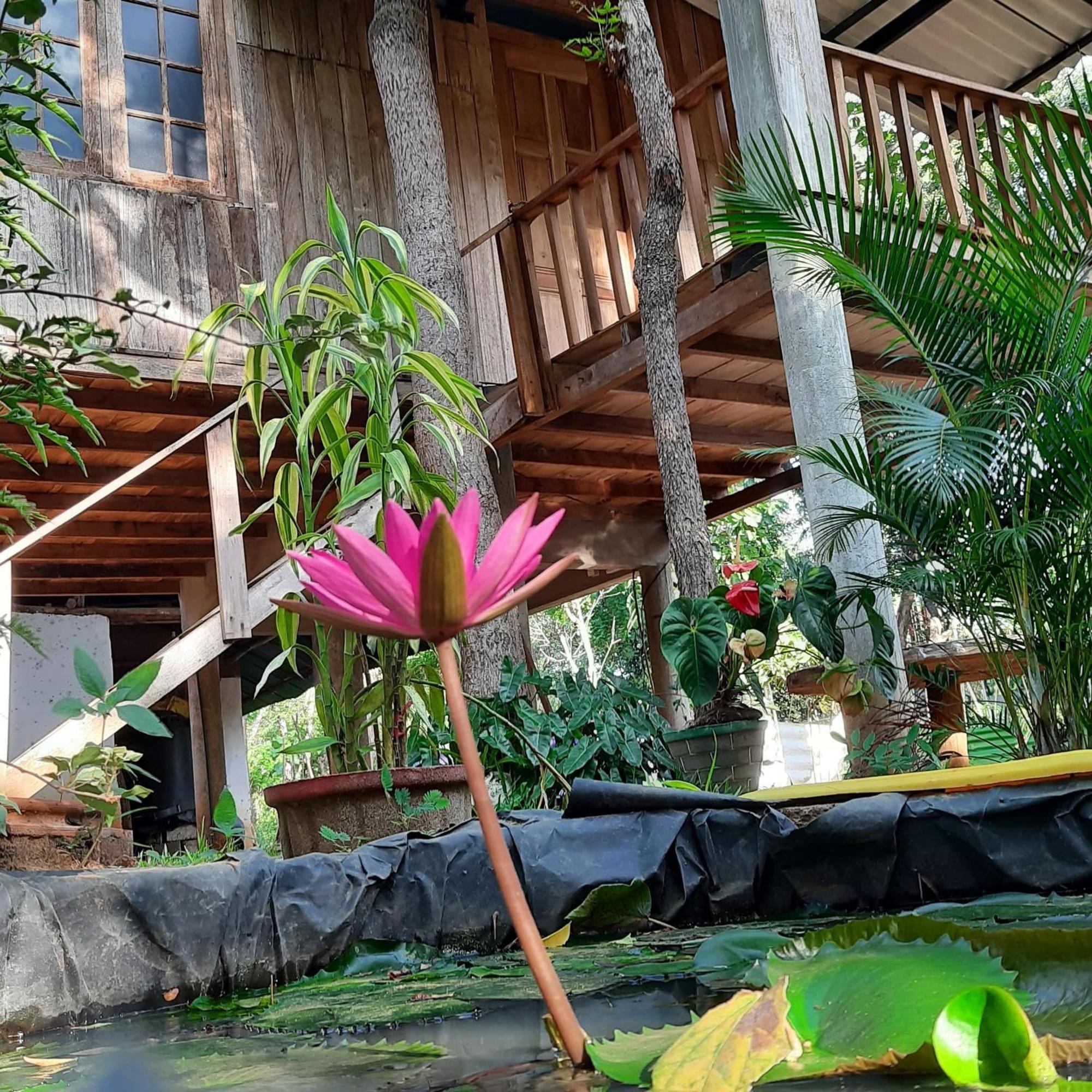 Ruk Sewana Villa Tree House Sigiriya Buitenkant foto